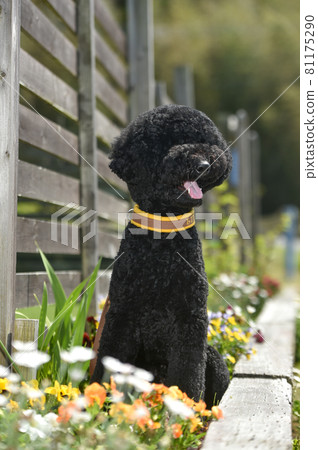Labradoodle recommended in nature Labradoodle recommended in nature 81175290