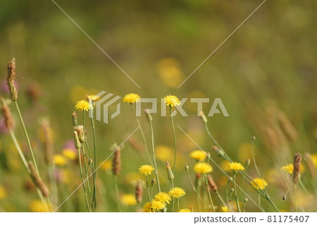 Yellow flowers blooming in the field Yellow flowers blooming in the field 81175407