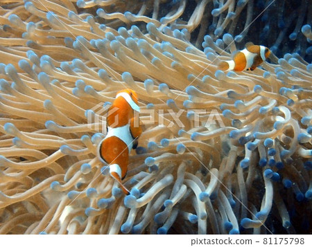 銀蓮花魚 銀蓮花魚 81175798