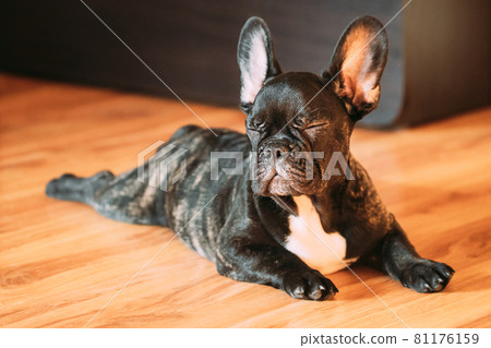 Young Black French Bulldog Dog Puppy With Closed Eyes Sitting On Laminate Floor Indoor Home. Funny Dog Black French Bulldog Dog Puppy Baby. 81176159