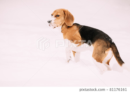 Sad Puppy Of English Beagle Sitting In Snow And Holding Up Frozen Paw At Winter Day. Beagle Is A Breed Of Small Hound 81176161