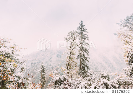 Pine Growing On Rocky Slope Of Mountains. First Snow And Snowfall Over Rocks And Forest Winter Nature Landscape 81176202