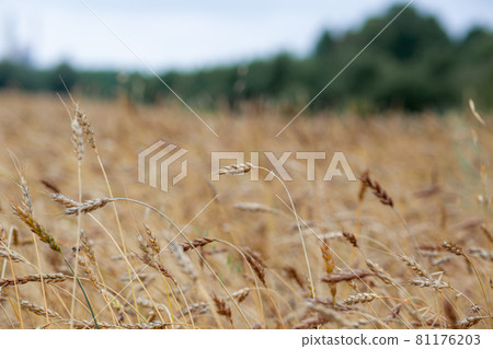 Ears of wheat or rye growing in the field at sunset. A field of rye during the harvest period in an agricultural field. Ears of wheat or rye growing in the field at sunset. A field of rye during the harvest period in an agricultural field. 81176203