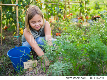 Girl with chopper removes weeds from garden beds closeup Girl with chopper removes weeds from garden beds closeup 81176291