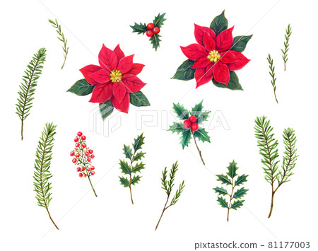 聖誕裝飾花 植物水彩插畫素材套裝 插圖素材 圖庫