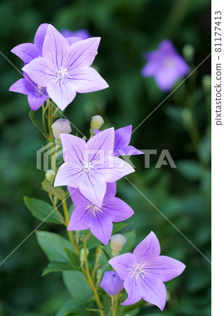 Kikyo flower Kikyo flower 81177413