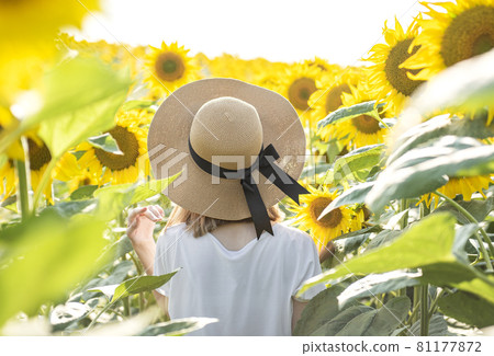 Young beautiful girl walking in the field with sunflowers Young beautiful girl walking in the field with sunflowers 81177872