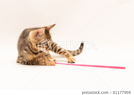 Bengal kitten playing on white background 81177908