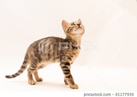 Bengal kitten playing on white background Bengal kitten playing on white background 81177930