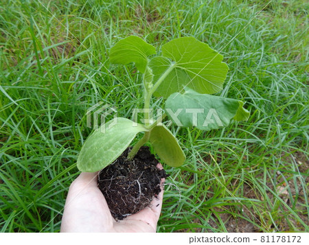 Pumpkin seedlings 81178172
