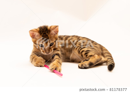 Bengal kitten playing on white background Bengal kitten playing on white background 81178377