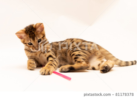 Bengal kitten playing on white background 81178378