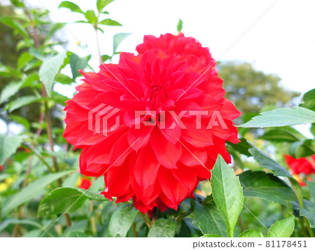 Dahlia in full bloom 81178451
