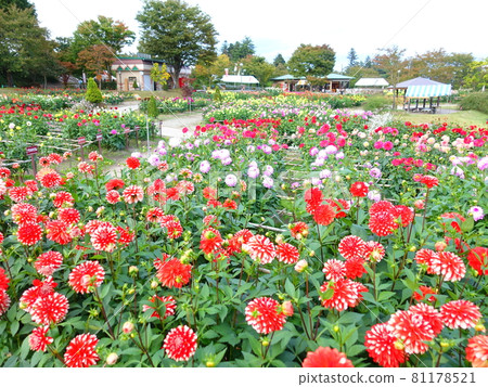Dalia in full bloom 81178521
