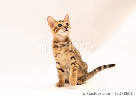 Kitten 1 month old Bengal kitten with plain background 81178601