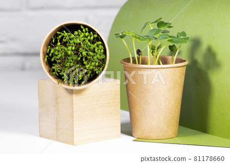 Microgreen Plants in paper eco cup in wooden podium. Modern trendy concept of groowing food. Young green sprouts. Healthy eating concept. Light brick background. Copyspace, Eco Friendly Theme 81178660