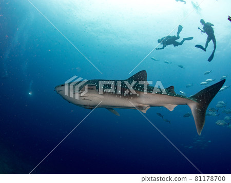Scuba divers with giant whale shark. Underwater activity in Thailand. 81178700