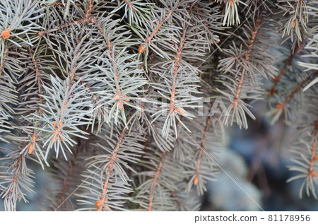 Green branch of a coniferous tree in springtime Green branch of a coniferous tree in springtime 81178956