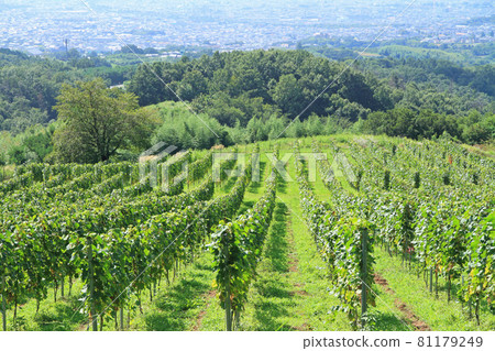 Tomi no Oka Winery葡萄園 Tomi no Oka Winery葡萄園 81179249