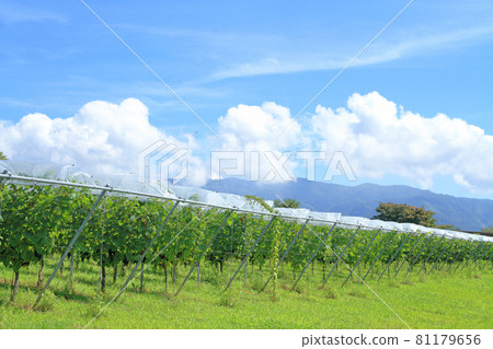 Tomi no Oka Winery葡萄園 81179656