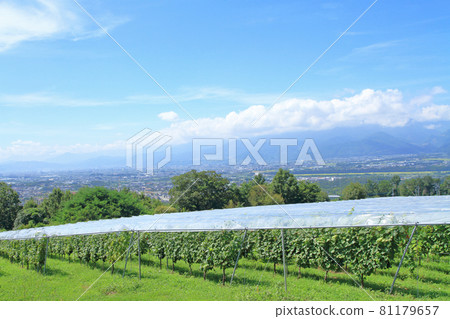 Tomi no Oka Winery葡萄園 81179657