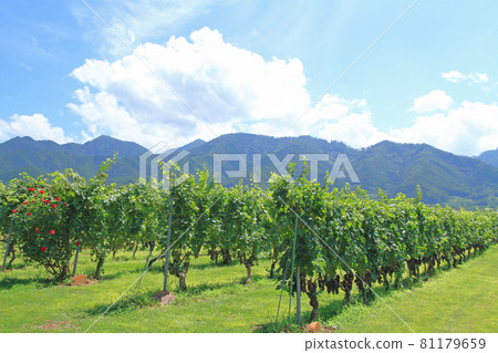 酒莊葡萄園 酒莊葡萄園 81179659