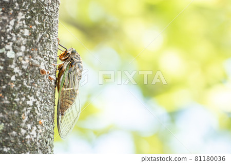 [Summer] Scenery of bear zemi perching on a tree Insects 81180036