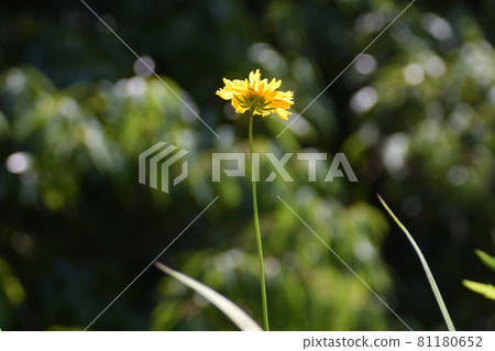 Yellow Asteraceae plants are blooming in sunny places. Yellow Asteraceae plants are blooming in sunny places. 81180652