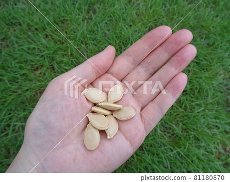 Pumpkin seed 81180870