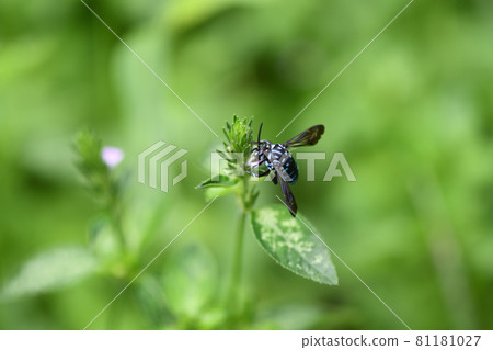 Blue bee that calls for happiness, Rurimon bee 81181027