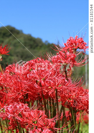 Cluster amaryllis 81181544
