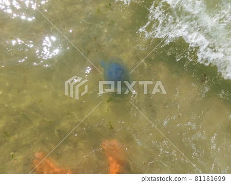 The big jellyfish on the Black Sea shore on a summer day, Ukraine village The big jellyfish on the Black Sea shore on a summer day, Ukraine village 81181699