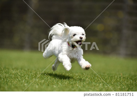 馬丁內斯和狗一起玩 馬丁內斯和狗一起玩 81181751