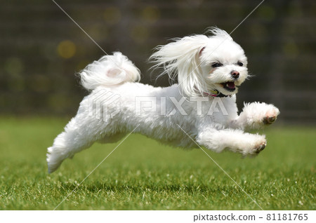 Martinez playing with dog run 81181765