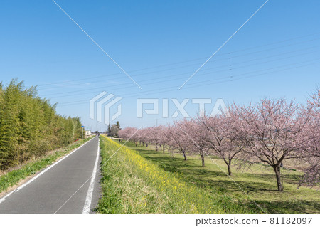 Cherry-blossom viewing image Sakado Angyo cold cherry blossoms Cherry-blossom viewing image Sakado Angyo cold cherry blossoms 81182097