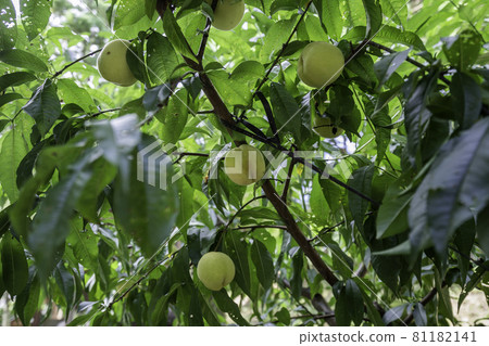 吉備津彥神社 桃果 岡山縣岡山市 吉備津彥神社 桃果 岡山縣岡山市 81182141
