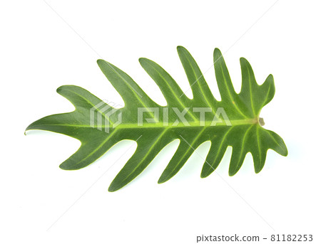 Top view of Philodendron Xanadu isolated on white background 81182253