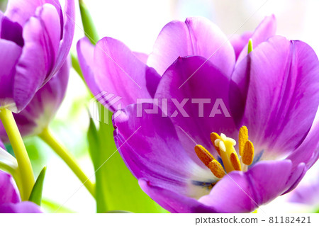 View of a flowering tulip on a sunny summer day. View of a flowering tulip on a sunny summer day. 81182421