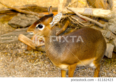 A view of a small antelope in the wild. Dikdik. A view of a small antelope in the wild. Dikdik. 81182423