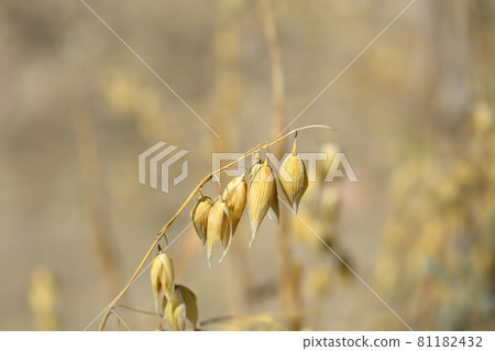 Common oat Common oat 81182432