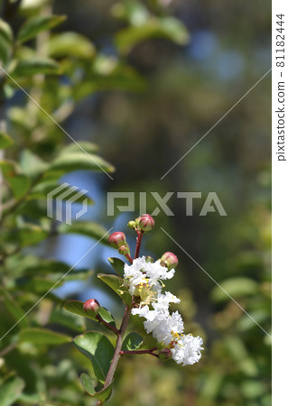 Crepe myrtle White Sensation 81182444