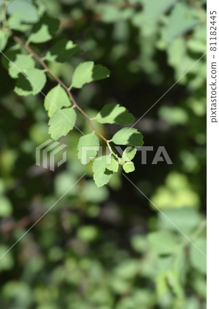 Van Houttes spiraea 81182445