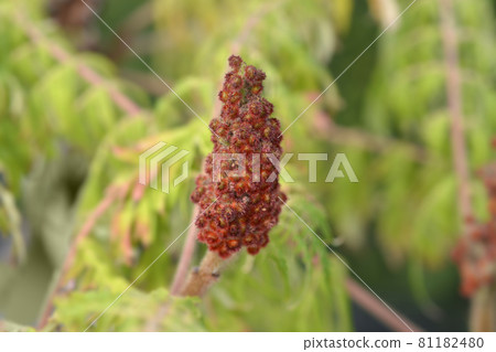Staghorn sumac 81182480