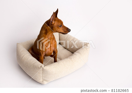 Miniature brown pinscher on a white background. Bed house for a dog. 81182665