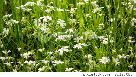 White field flowers among green grass. Peaceful nature. Beautiful background. Concept image. White field flowers among green grass. Peaceful nature. Beautiful background. Concept image. 81183093