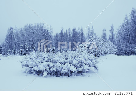 Trees with snow in winter park Trees with snow in winter park 81183771
