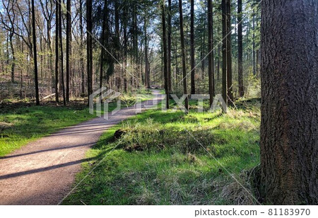 dutch landscape with flowers and trees near amsterdam dutch landscape with flowers and trees near amsterdam 81183970