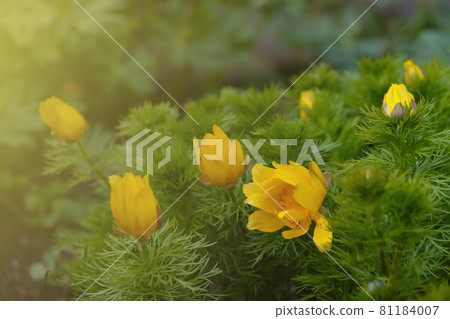 Blurry background, out of focus. Yellow flowering flowers in the meadow. 81184007