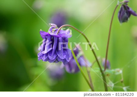 Blue flower of Aquilegia vulgaris. 81184220