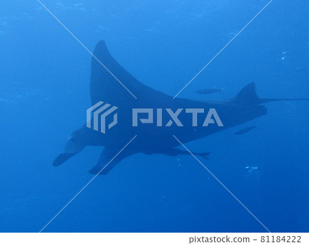 Ishigaki Island Reef Manta Ray 81184222